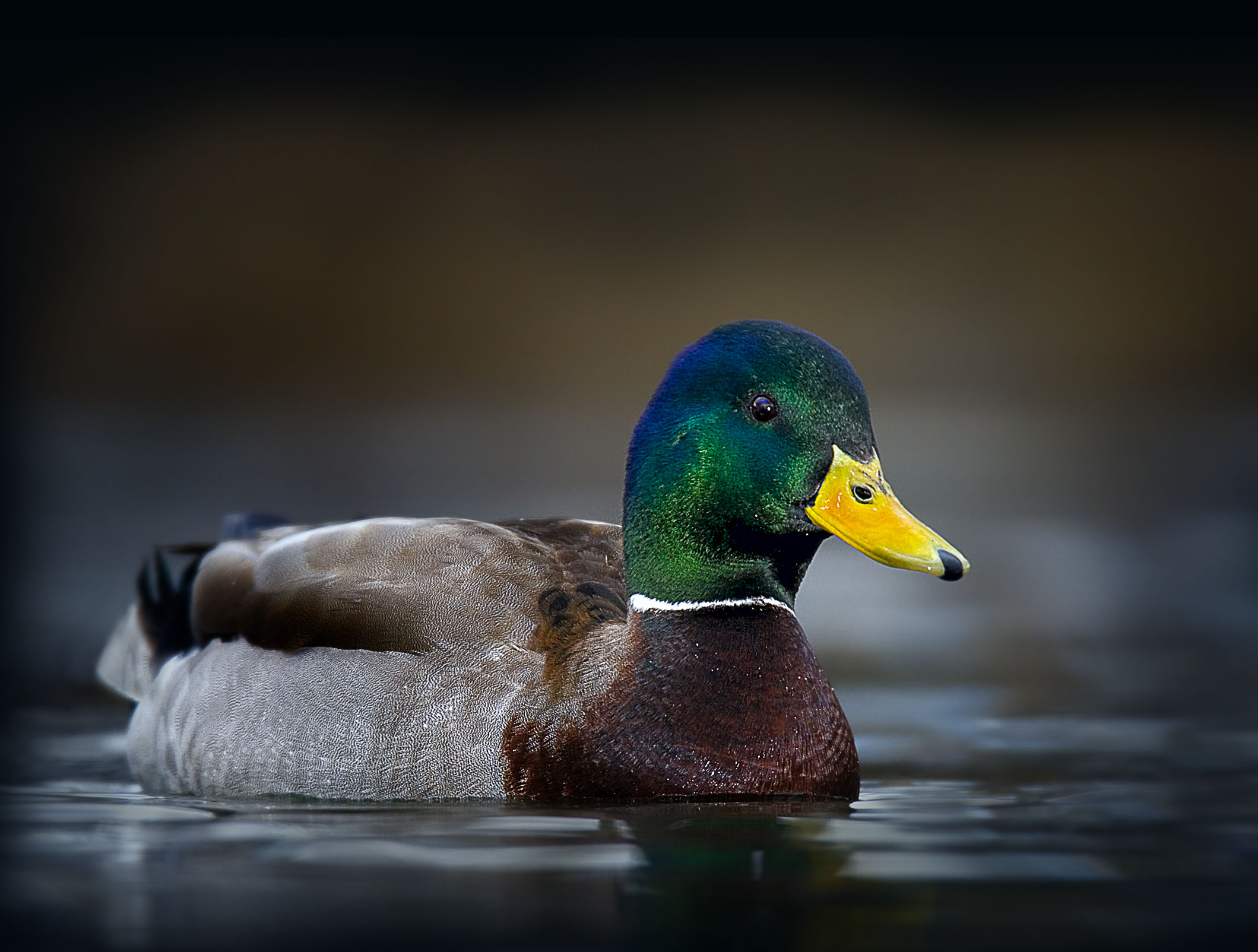 10 Ways to Protect Ducks - Bird Conservation