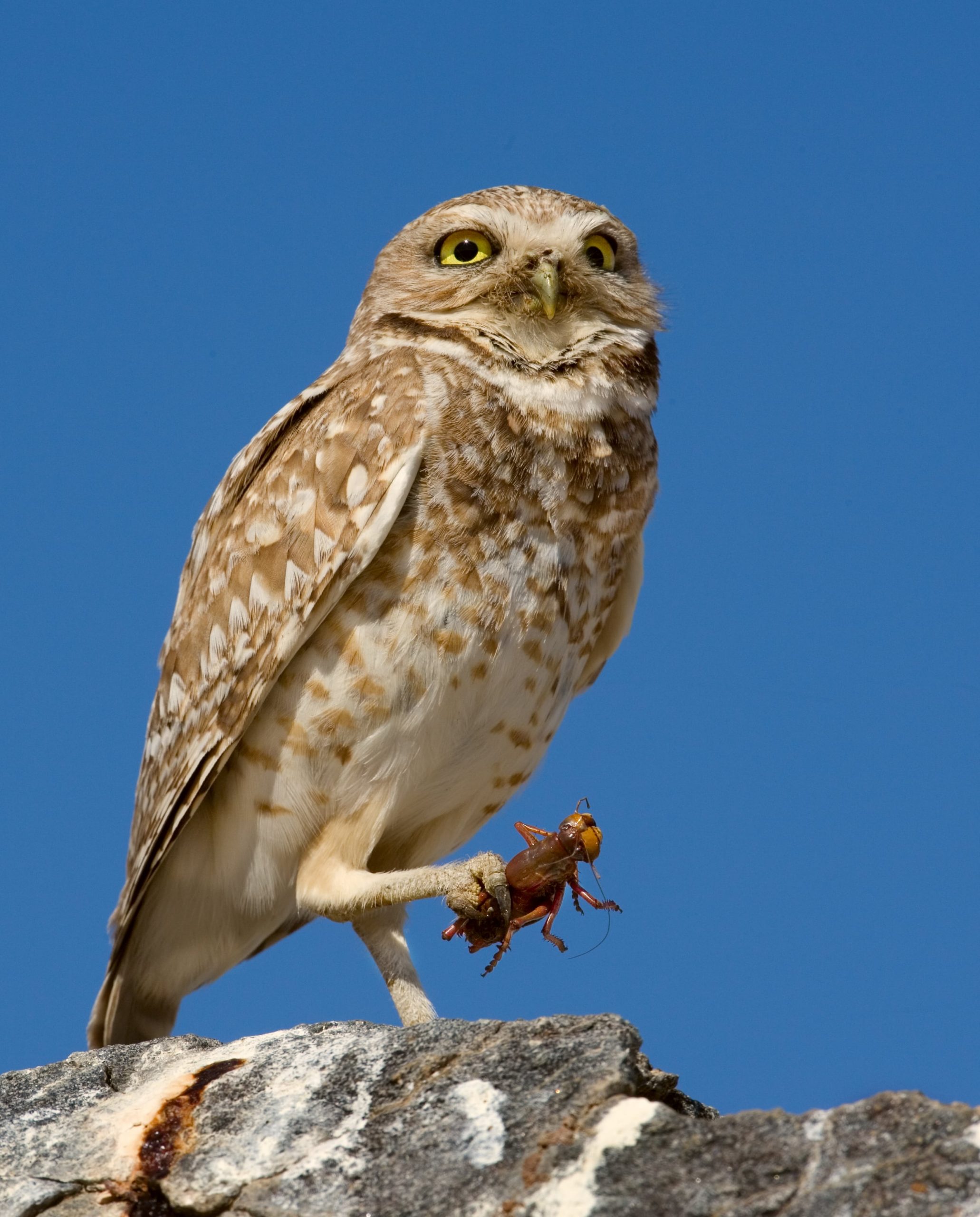 Western Burrowing Owl - NDOW