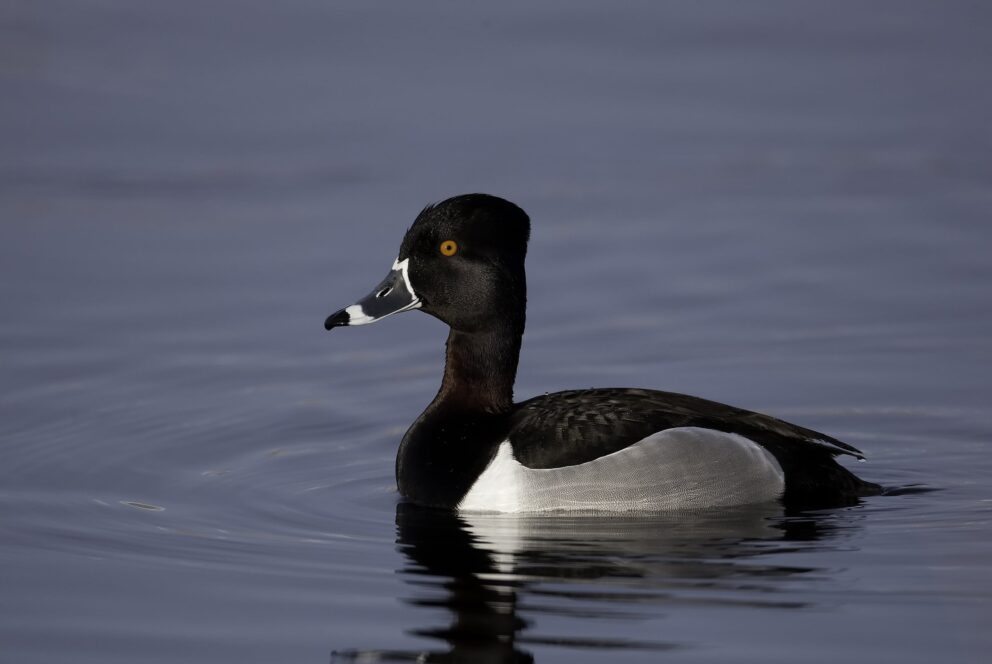 Ring-necked Duck Identification, All About Birds, Cornell Lab of Ornithology