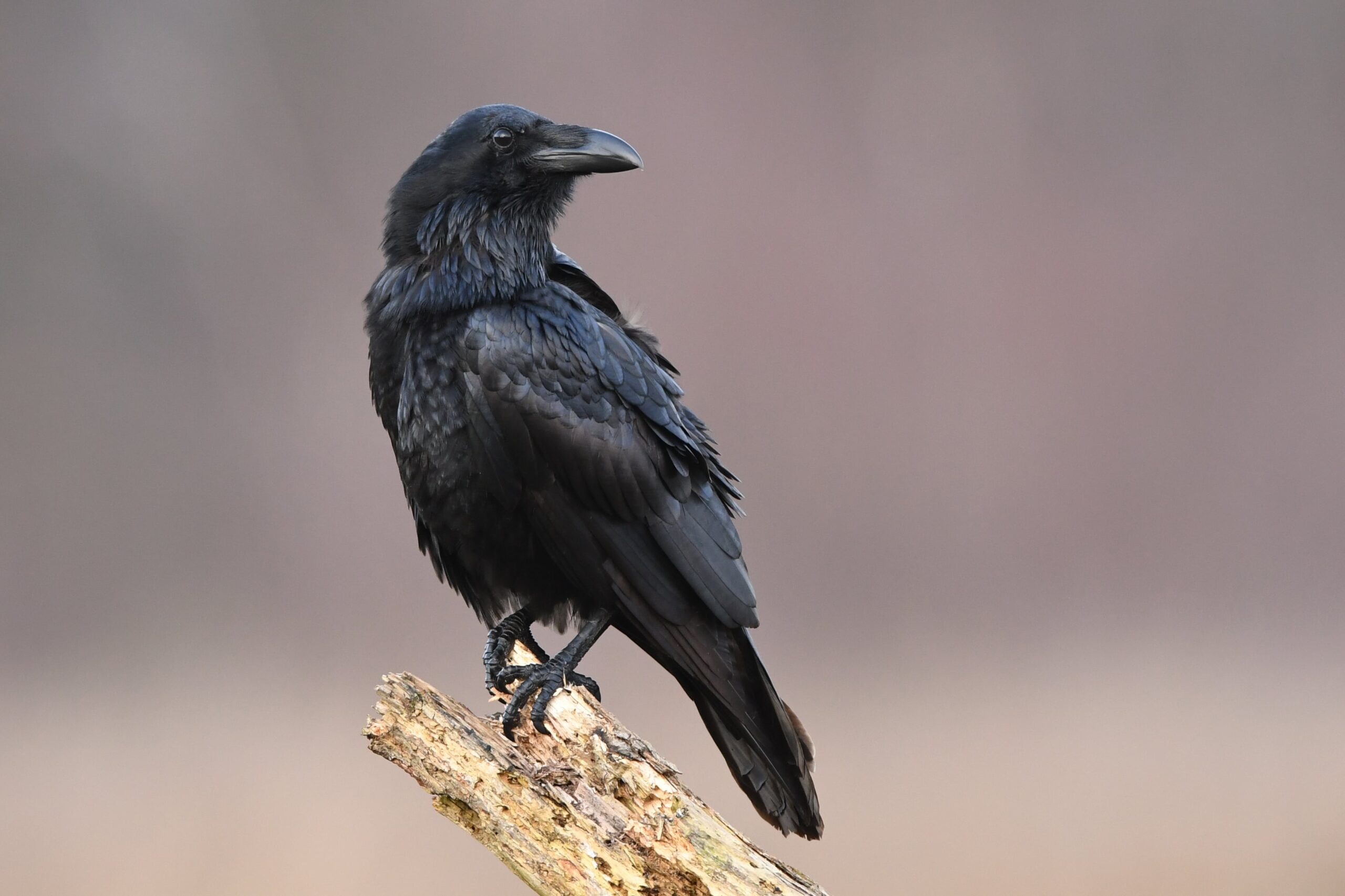 Common Raven - NDOW