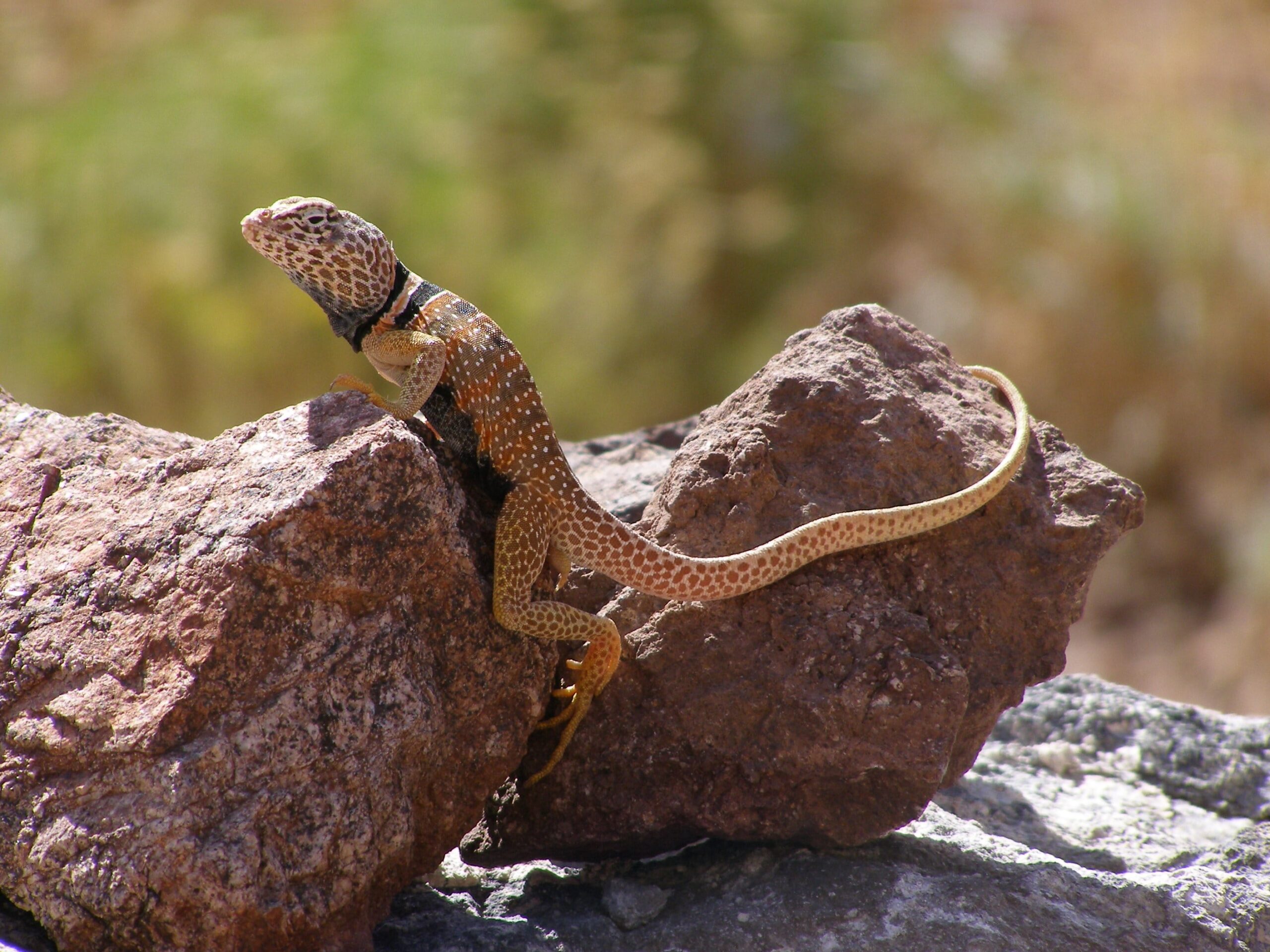 Great Basin Collared Lizard - NDOW