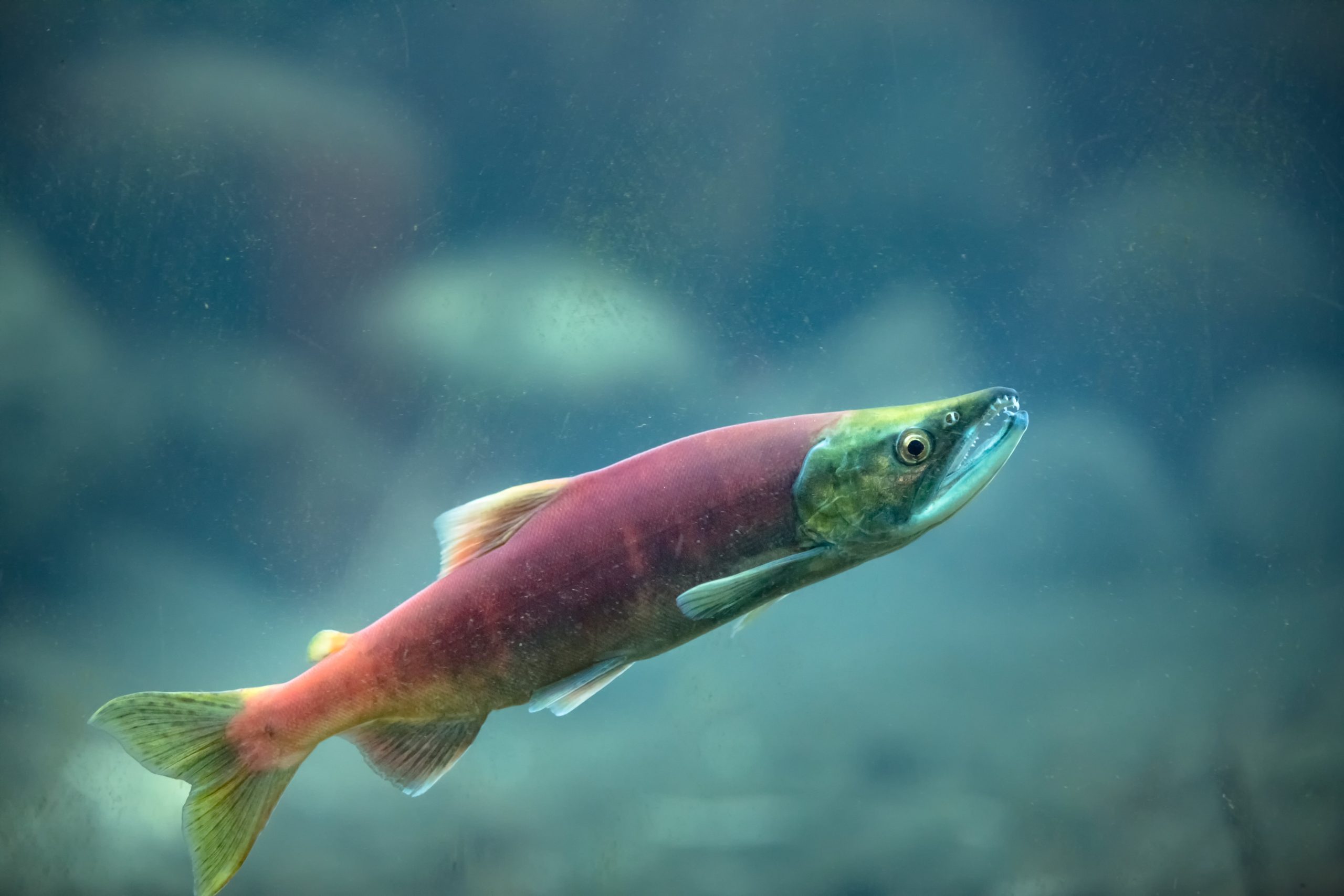 Catch More Kokanee with these Useful Tips