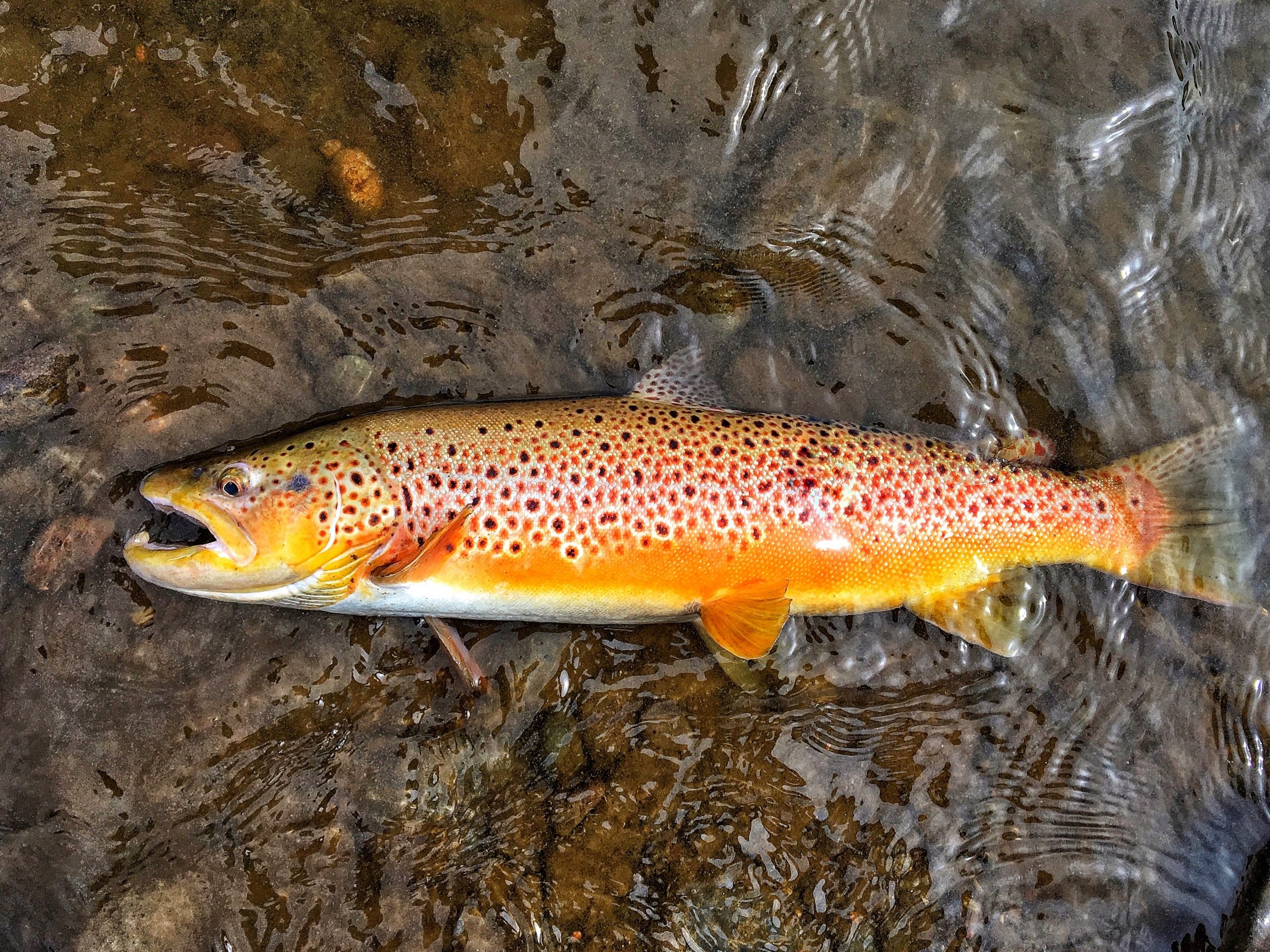 Brown Trout - NDOW