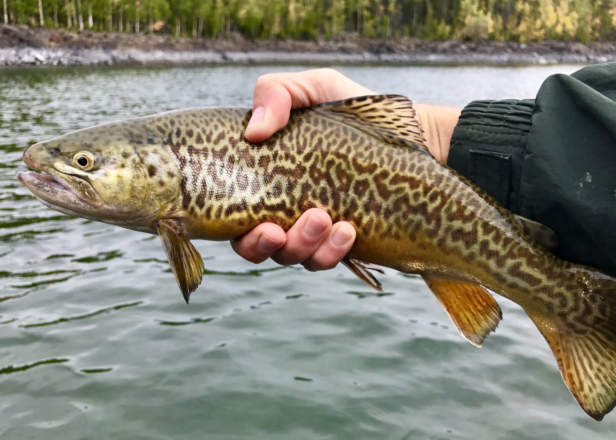 Tiger Trout - NDOW