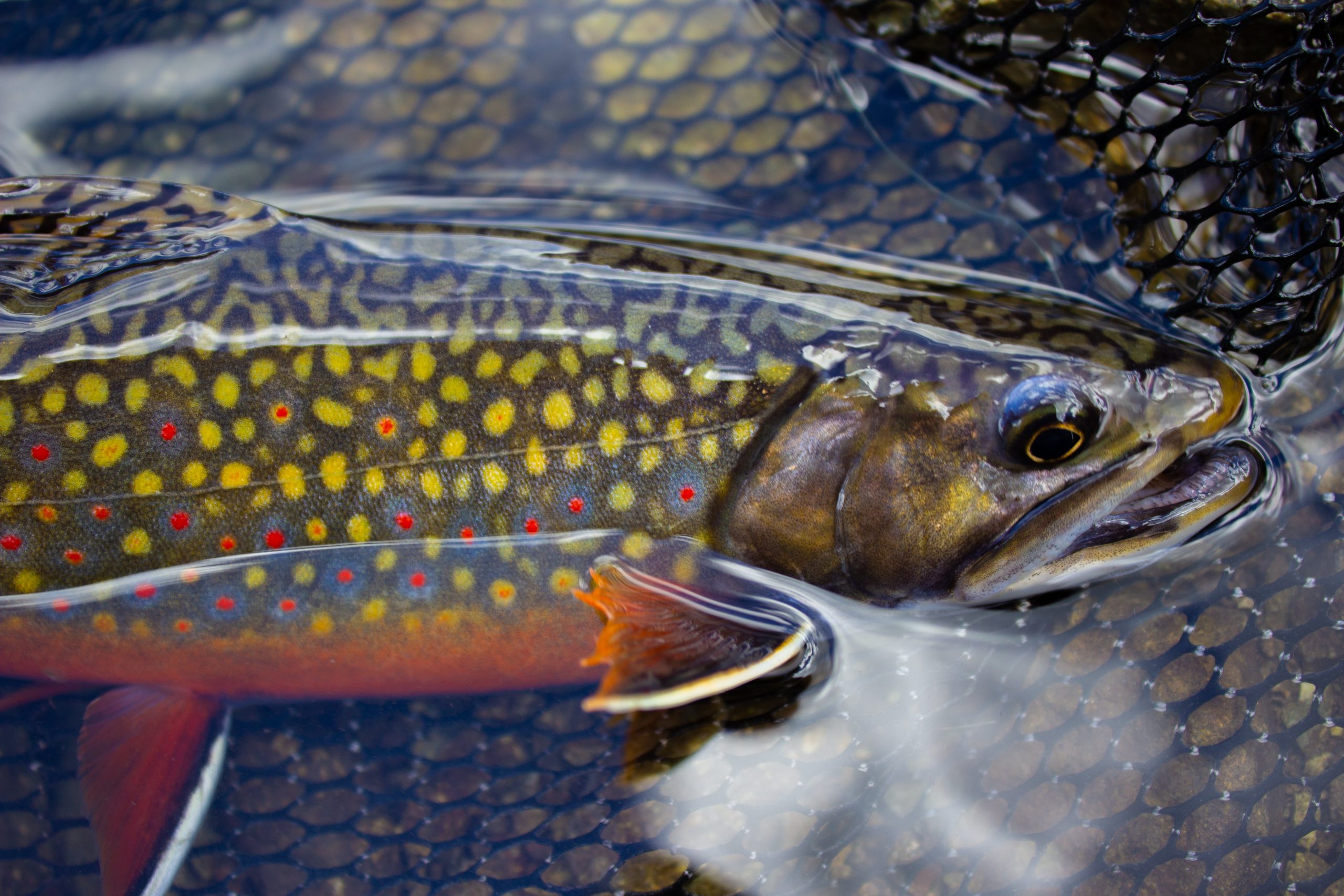 Brook Trout - NDOW
