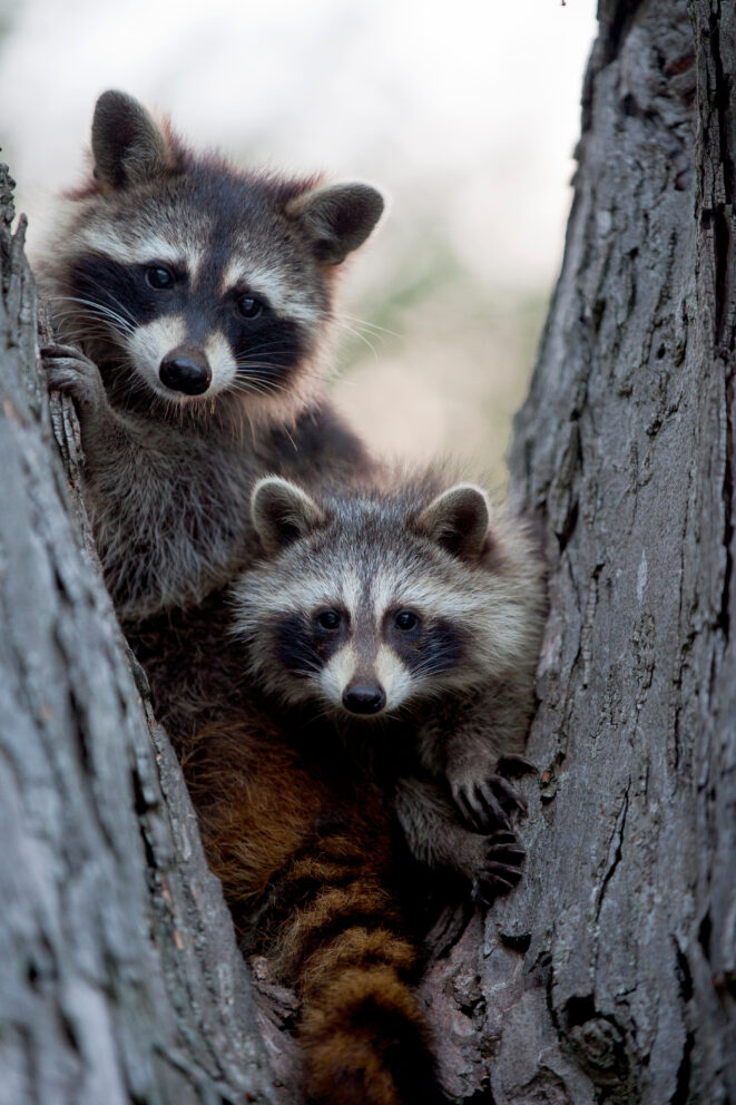 Family Of Racoons