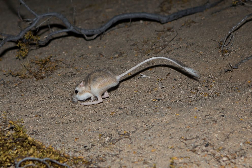 Desert Kangaroo Rat - NDOW