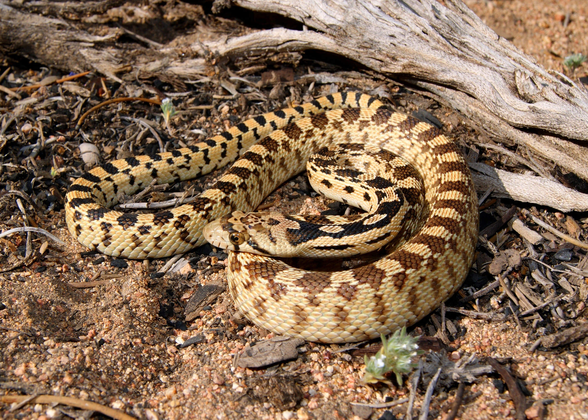Living With Rattlesnakes - Nevada Wildlife