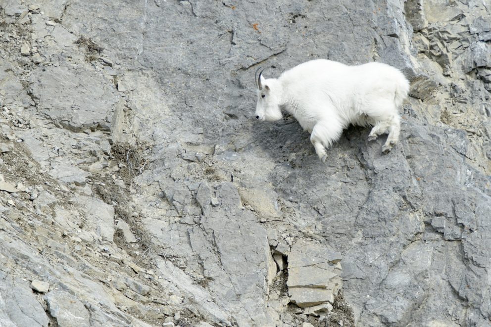 Mountain Goat - NDOW