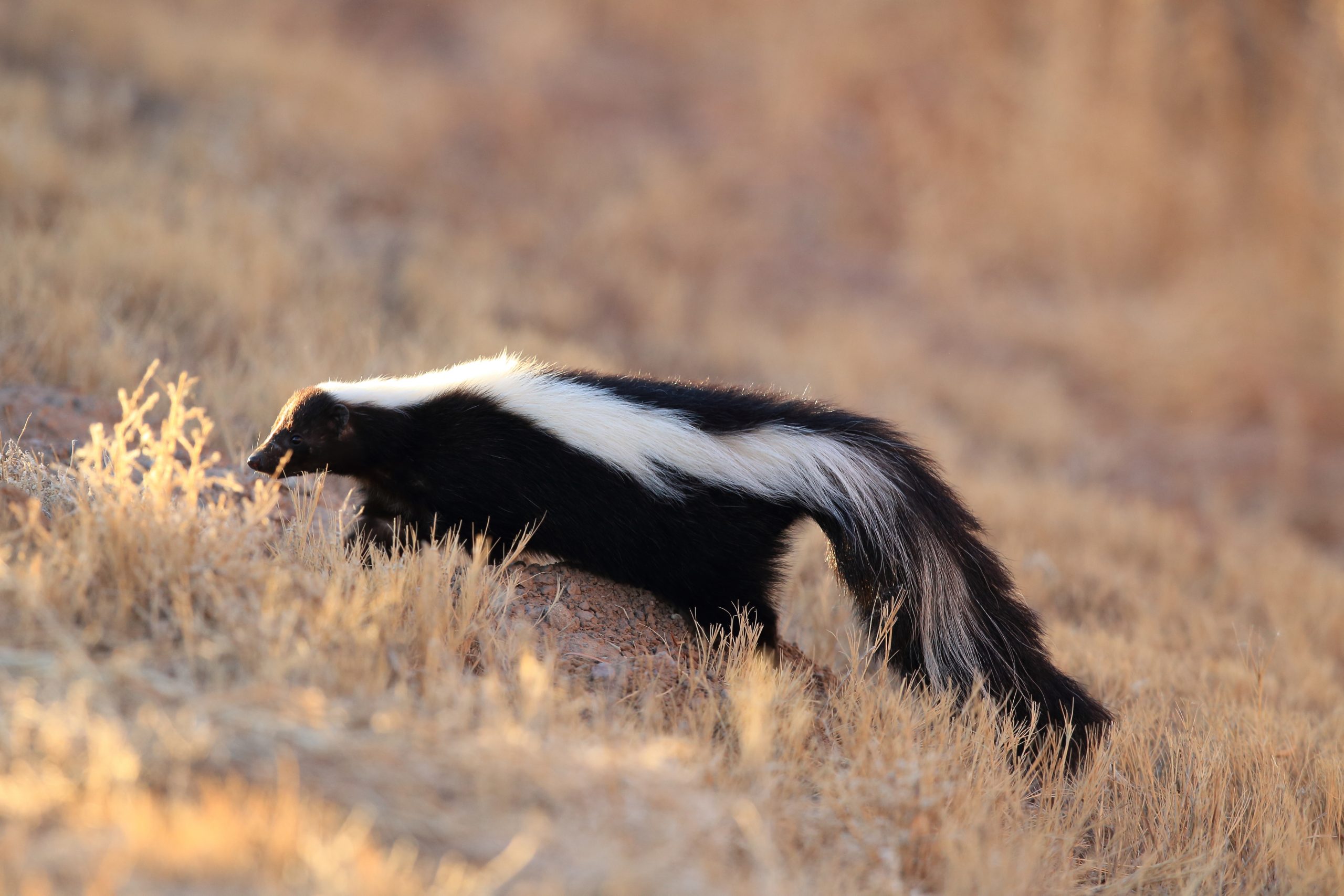 Living With Raccoons and Skunks - Nevada Wildlife