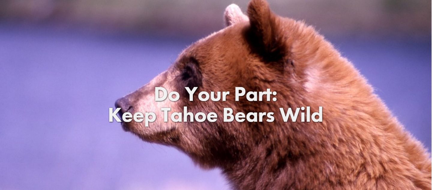 Do Your Part: Keep Tahoe Bears Wild