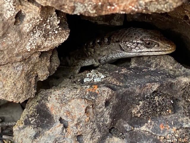 Shasta Alligator Lizard hiding in rocks