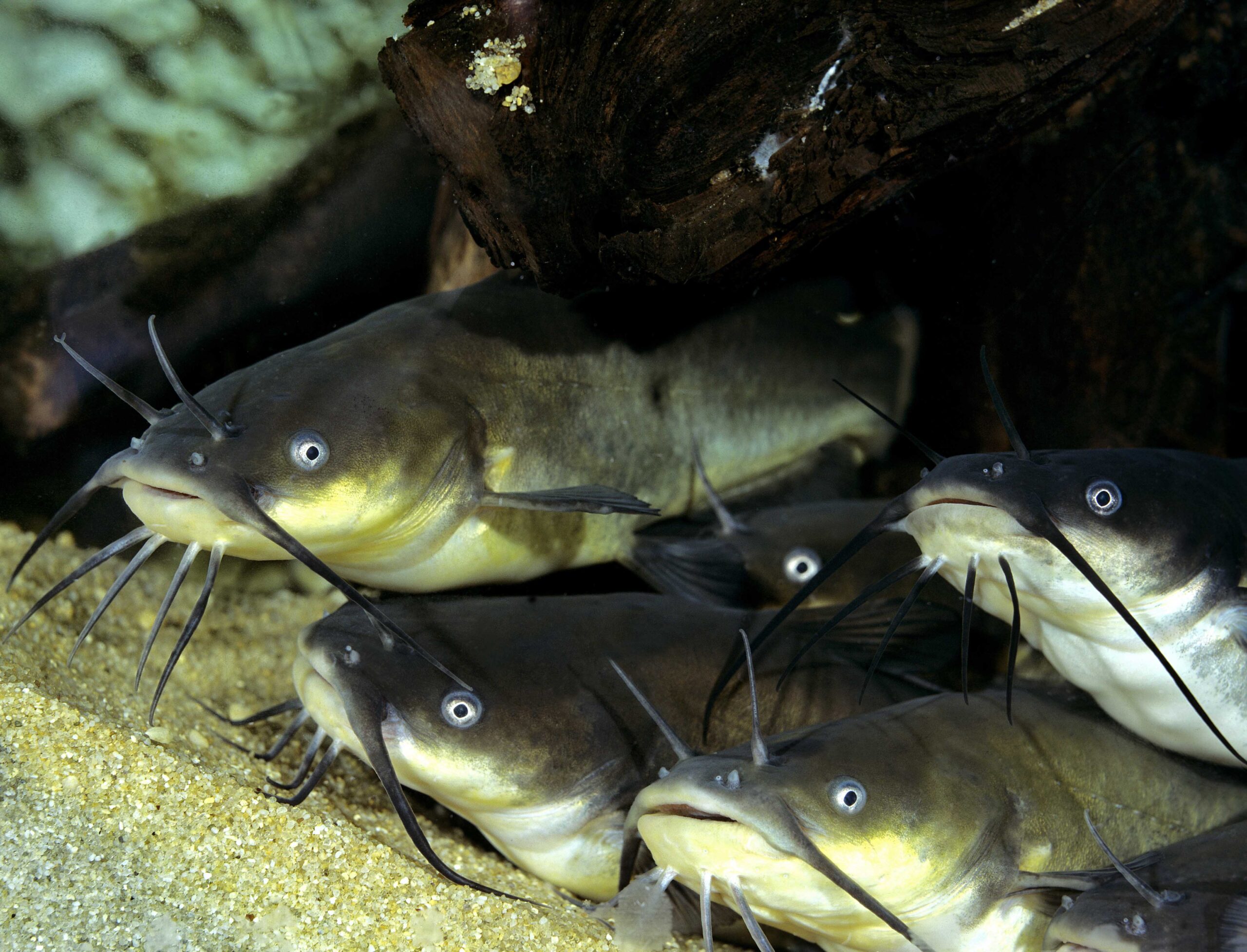 Five Bullhead Catfish