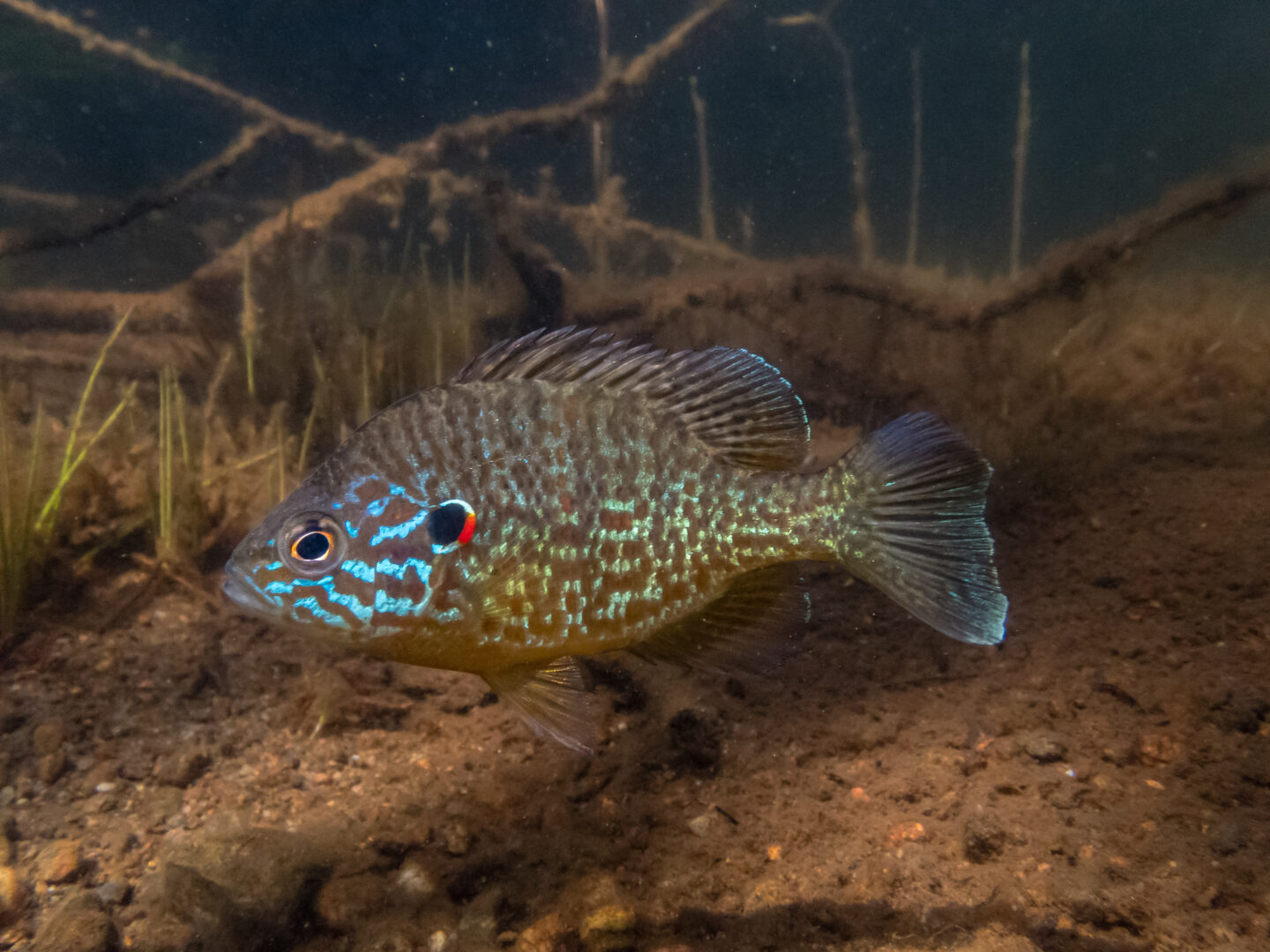 Pumpkinseed Sunfish guarding its spawning site